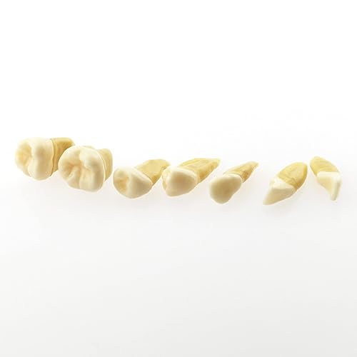 Miniatura 7 de Modelo de dientes de demostración dental - Estudio estándar de enseñanza dental con todos los dientes extraíbles #4004 Material de gel de sílice