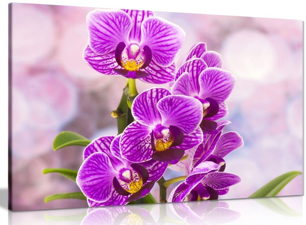Amazon.com: Purple Wall Art Orchid Flowers Canvas Wall Art Picture