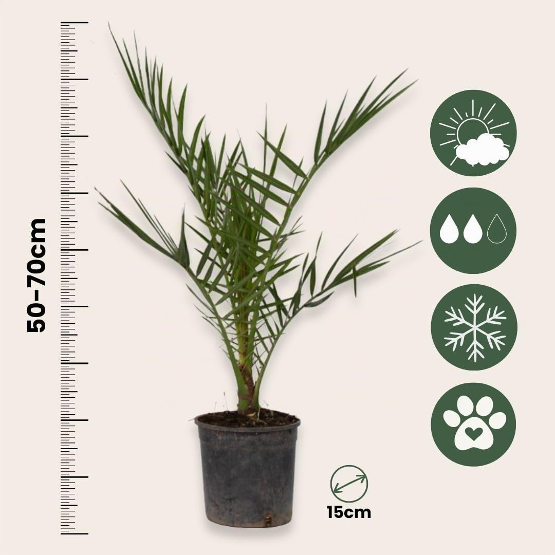 Plant in a Box - Set di 3 palme da esterno - Phoenix, Chamaerops, Washingtonia - Vaso 15cm - Altezza 50-70cm