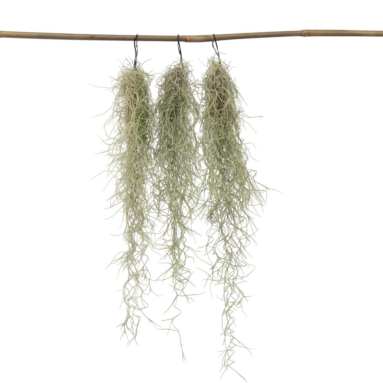 Plant in a Box - Tillandsia Usneoides - Set de 3 - Musgo español - Plantas de interior - Altura 25-40cm