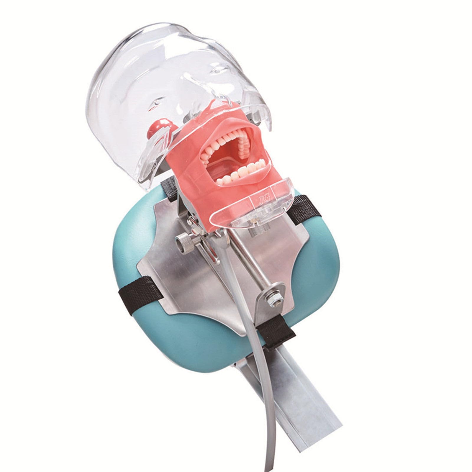 Manichino Simulatore Dentale Phantom Head Plastic Educational Dental Tooth Model con Montaggio da Banco, Testa di Manichino Simulatore Dentale per Scuole di Odontoiatria Istruzione Pratica