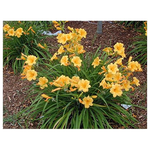 3 Stella d oro Fragrant Return Daylily, Plant Root, Perennial Yellow Bloom,