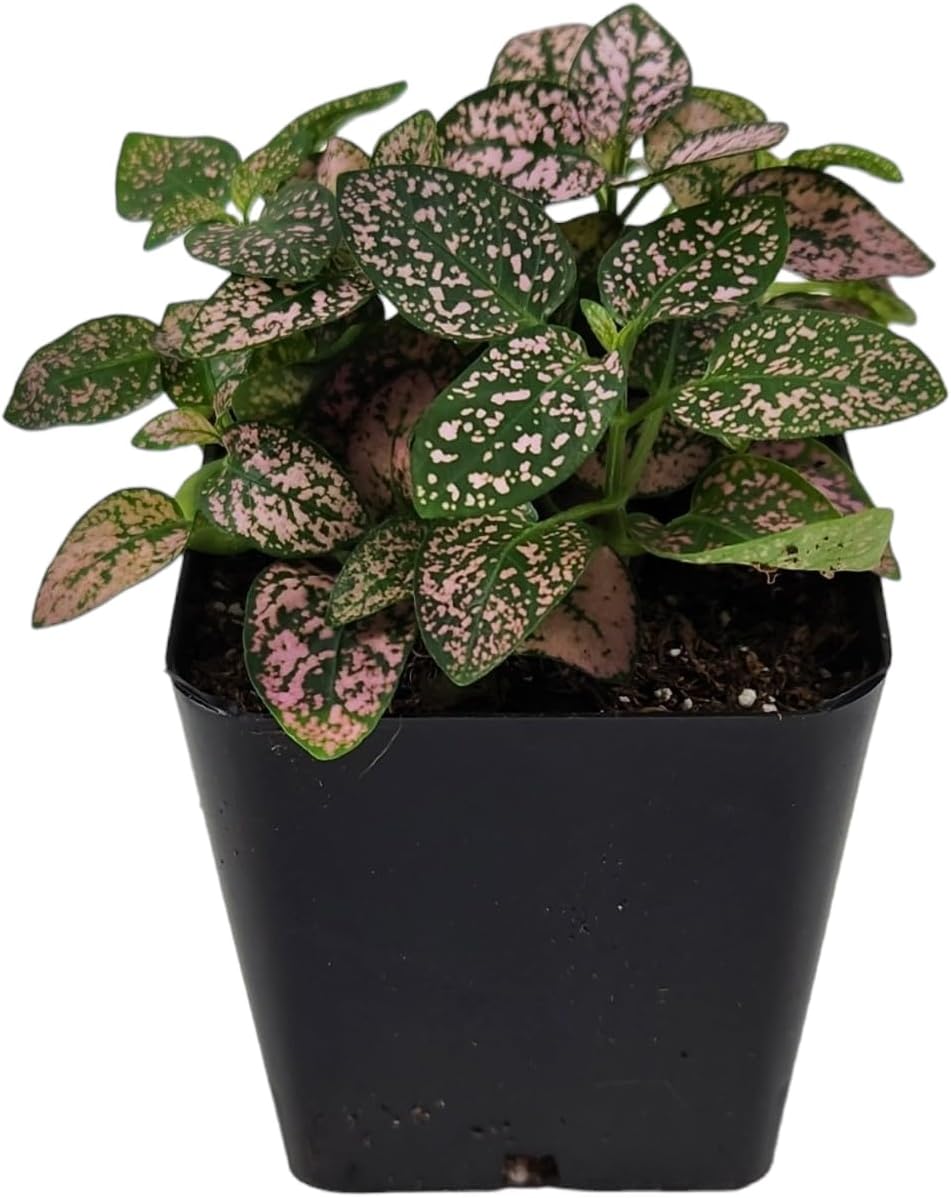 Josh's Frogs Hypoestes phyllostachy 'Pink Splash'