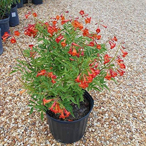 WoFLoo Live Red Tecoma/Tikoma Flower Plant with Pot - for Garden Outdoor 1 Live Healthy Plant,Green