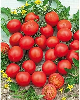 Favorita F1 Hybrid Tomato Seeds - Produces Loads of Round, deep red Cherries (10 - Seeds)