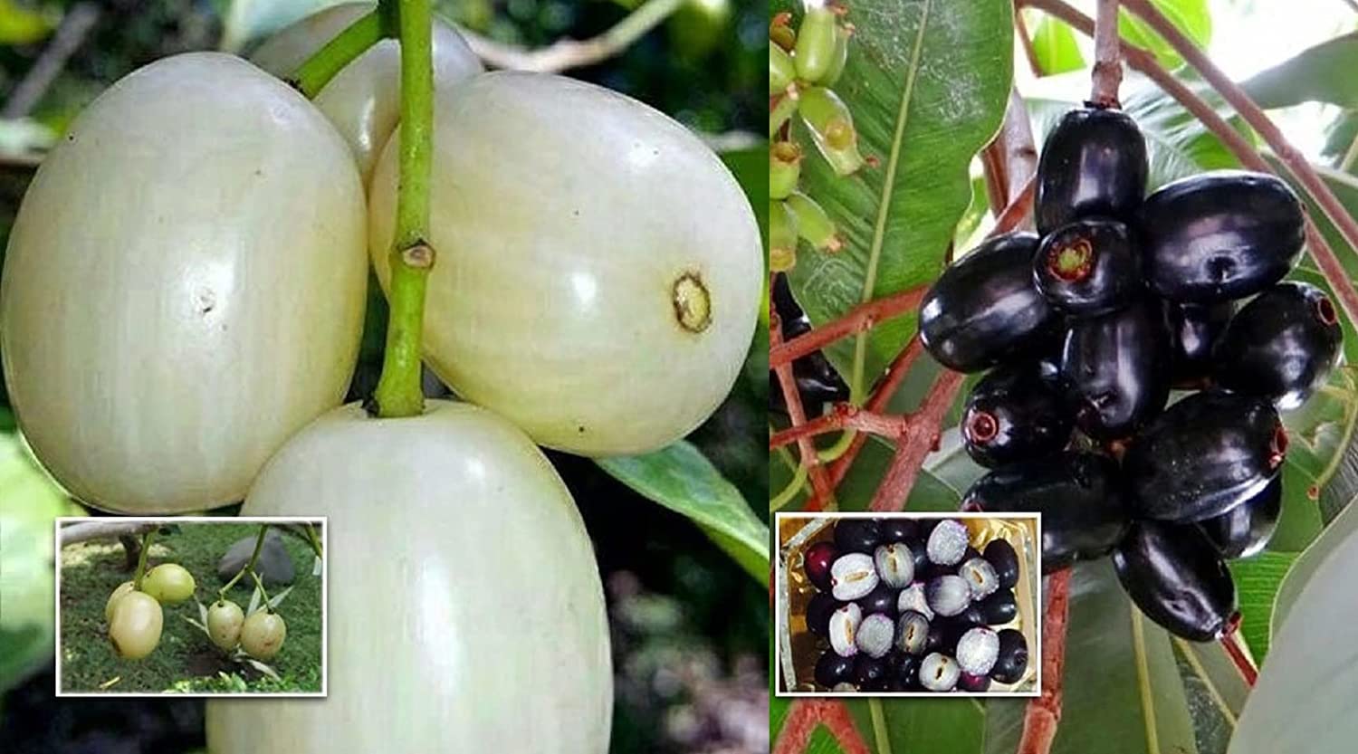 GREEN LINE Combo White Jamun And Seedless Black Jamun Jambolan Variety Fruit Grafted Live Plant & Tree 1-1.5 Ft Size (B0BNDM3XMT) Amazon Price History, Amazon Price Tracker