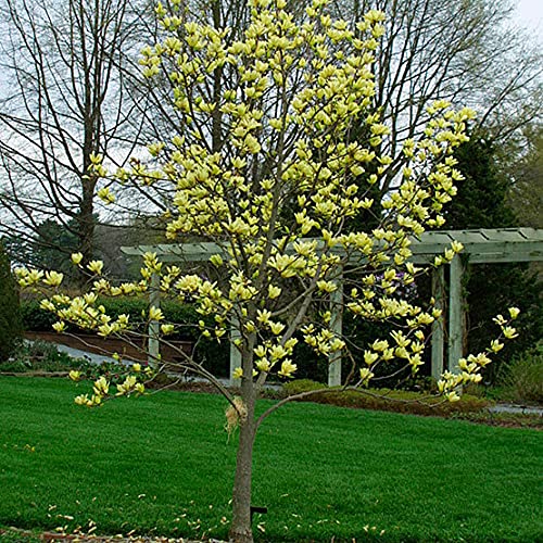 Live Plant - Yellow Bird Magnolia (Ynks), Tree, Flower, For Gardening And Planting #TOP2