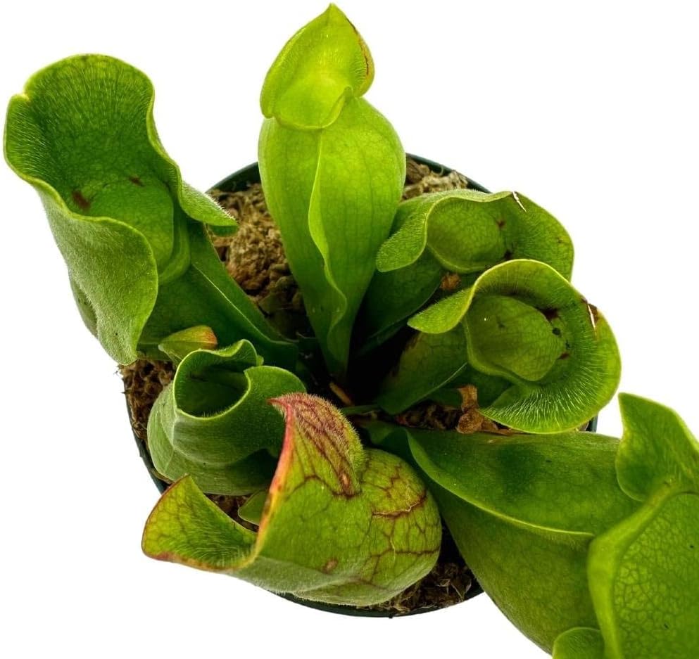 BubbleBlooms Jumbo Sweet Pitcher Plant, in a 3 Inch Pot, Carnivorous Plant, Sarracenia pitcherplant