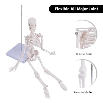 NLShan Human Skeleton Model for Anatomy: Scientific Model with Movable Arms, Legs & Display Stand - 17 Mini Human Skeleton Model for Study and Display