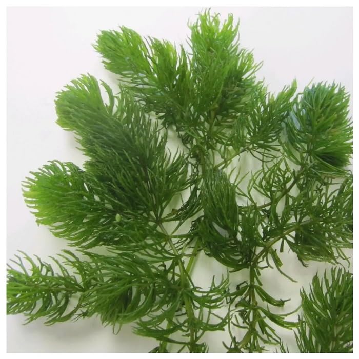 6X Ceratophyllum (Hornwort) Oxygenating Pond Water Plants