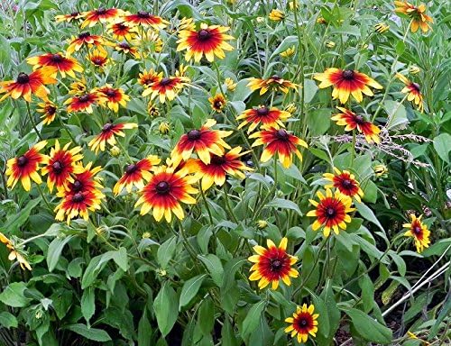 Miniatura 5 de Más de 300 semillas de flores Gloriosa Daisy Rudbeckia Hirta, Susan de ojos negros, bienal, hermosas, de Estados Unidos