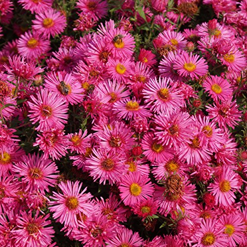 Blumixx Stauden Aster novae-angliae \'Alma Pötschke\' – Raublattaster lachsrot blühend, winterhart, für Bienen, im 1L Topf – Herbstblüher für Beet & Garten Blumixx Stauden Aster novae-angliae \'Alma Pötschke\' – Raublattaster lachsrot blühend, winterhart, für Bienen, im 1L Topf – Herbstblüher für Beet & Garten