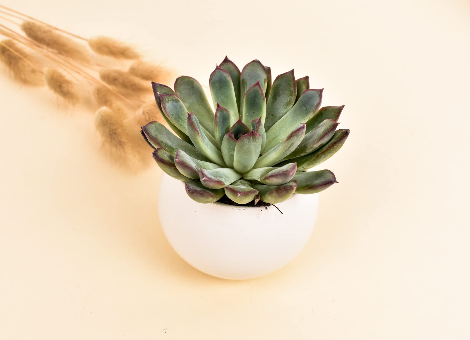 Amazon.com: Sympathy Gifts for Loss of Mother, Sympathy Gift, Sympathy  Gifts, Sympathy Gift Set, Sympathy Box, Sympathy Card, Succulent Gift,  Thinking of You (XBA1) : Health & Household