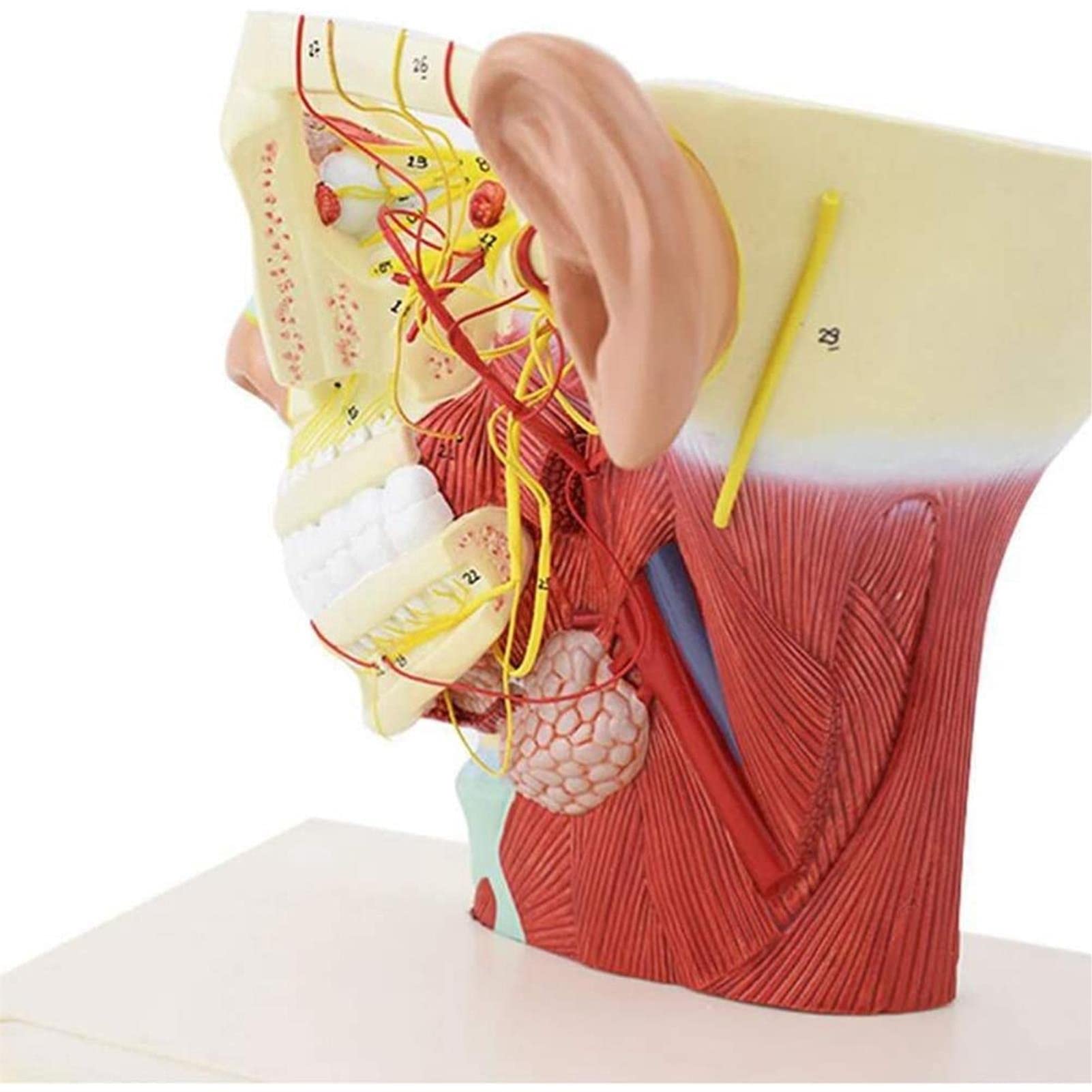 Modele medyczne, Model anatomii ciała, Model nerwów głowy człowieka, Neuroanatomiczny model czaszki, Materiały medyczne do nauczania Model czaszki, Model dwunastu par nerwów czaszkowych