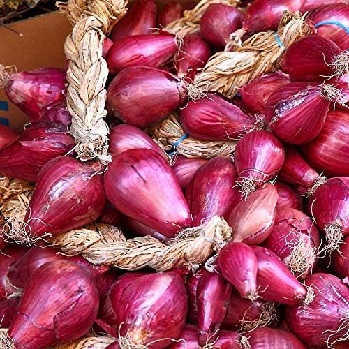 Miniatura 4 de Semillas Verduras herederas de cebolla de chalota roja para plantar sin OMG