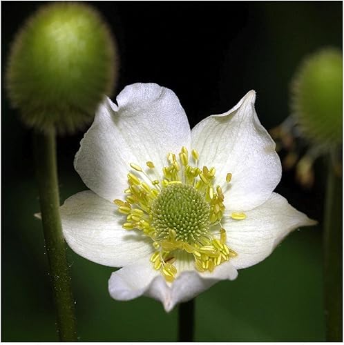 Miniatura 3 de Everwilde Farms - 300 semillas de flores silvestres nativas de Thimbleweed - Paquete de semillas jumbo Gold Vault