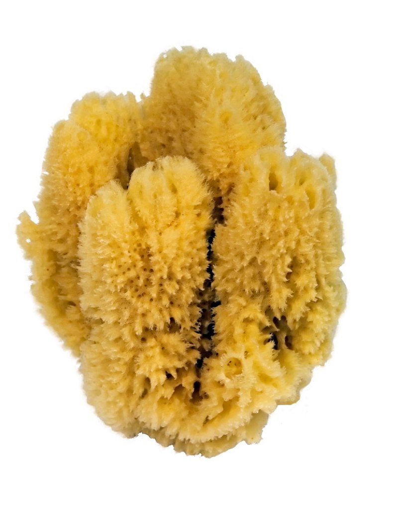 CROLL & DENECKE Natural Sponge