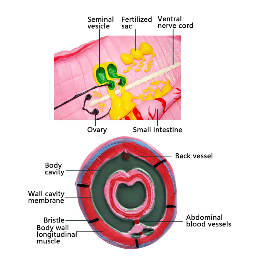 Modele medyczne anatomiczny,biologiczny Modele medyczne nauczania Modele medyczne nauczania materiały anatomii Modele medyczne do nauczania nauk edukacyjnych