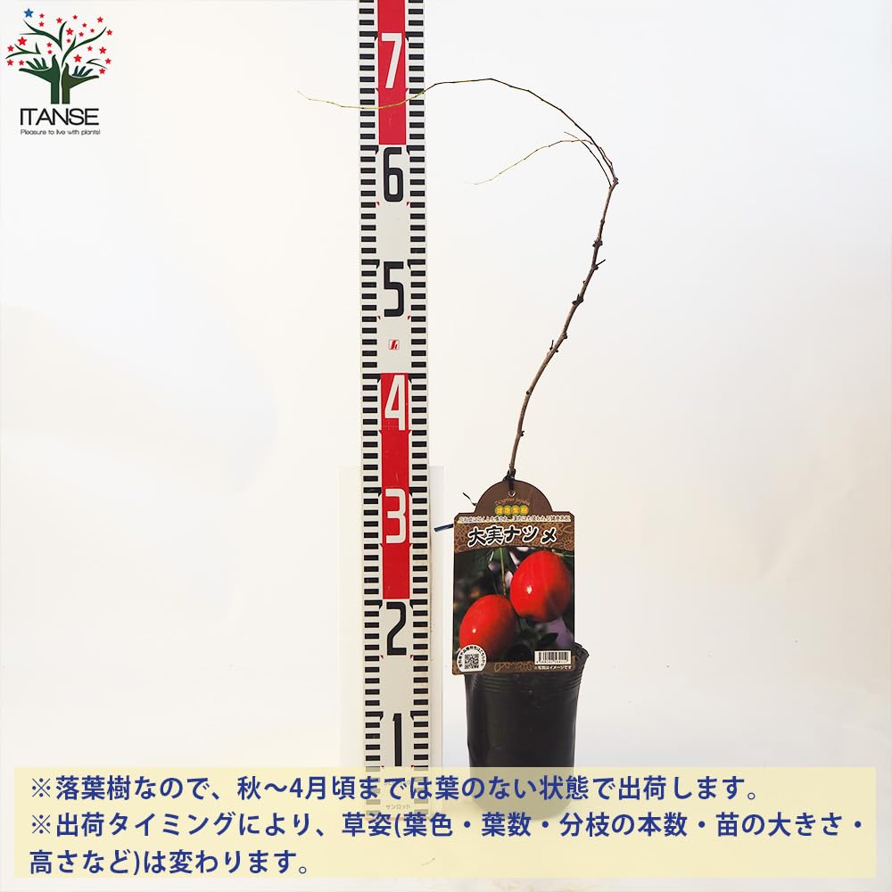 Amazon.co.jp: ナツメ 5～6号鉢【品種で選べる果樹苗/1個売り