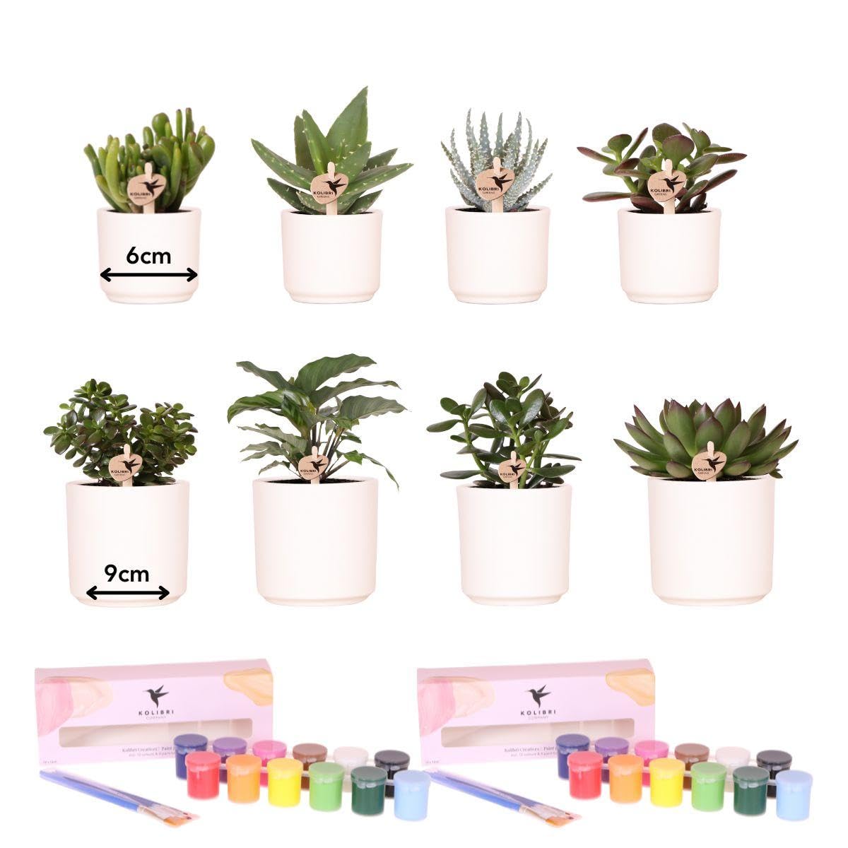 Kit de peinture de pots de fleurs et succulentes pour grand groupe de 4 personnes