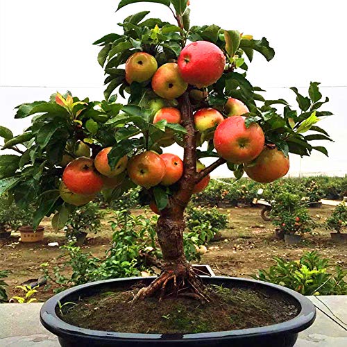 mothcattl Fruit Seeds, Apples, Watermelons, Blueberries, Bananas, Oranges, Fruit Seeds for Indoor Garden Farm Fruit Growing 50pcs Apple Seeds