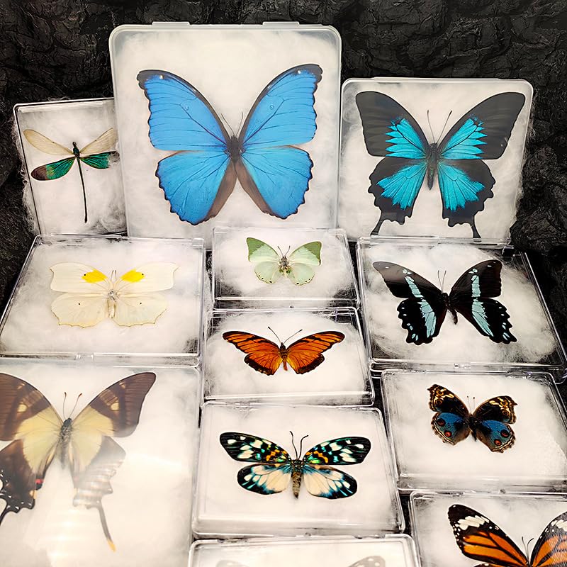 Amazon | LIVIA 本物の蝶標本、壁掛け装飾、デスクトップ羽のある昆虫