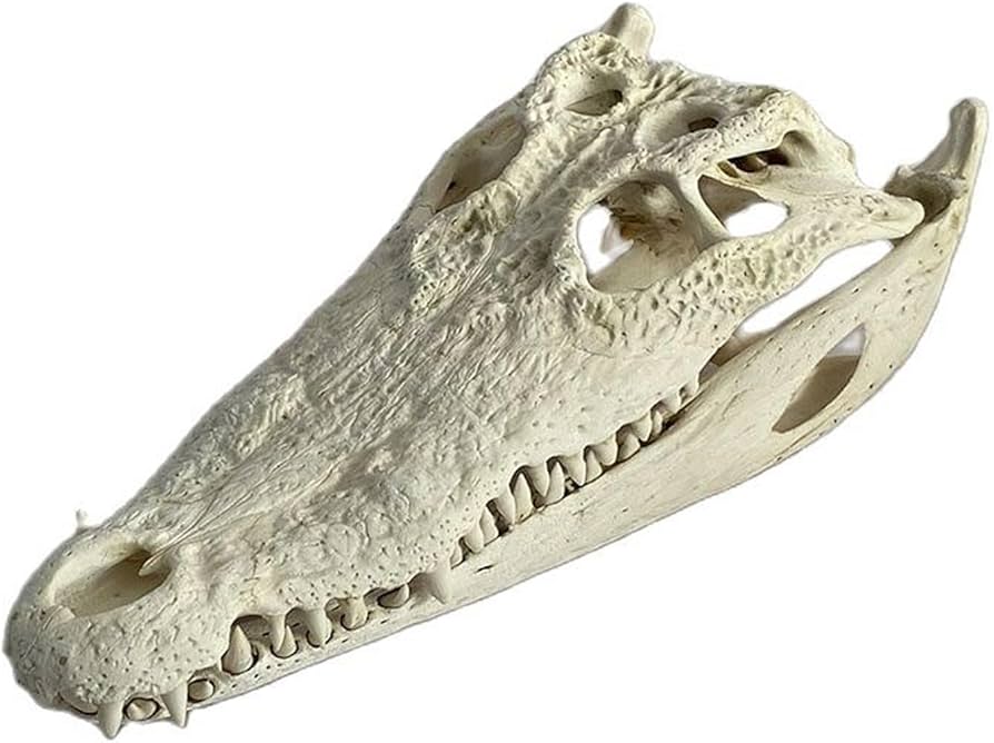 ワニ　頭骨　標本　剥製 Amazon.co.jp: 本物のワニの頭蓋骨両生類爬虫類剥製術 15-30Cm 医療