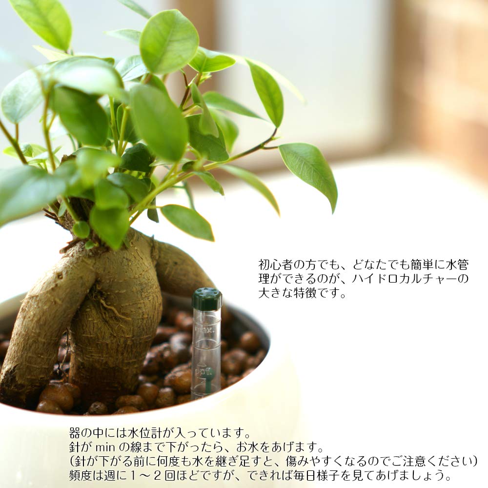 nima曲がりガジュマル (現品) 根上がり 曲線 空間浄化 楽天市場】ガジュマル 現品（花・観葉植物｜花・ガーデン・DIY）の通販
