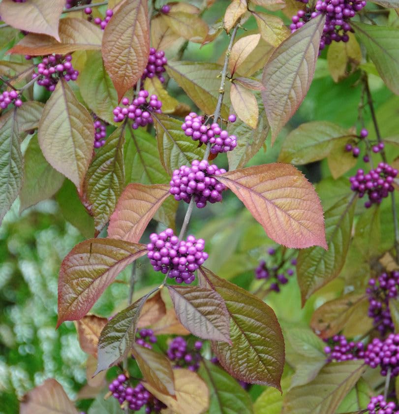 Liebesperlenstrauch Schönfrucht Magical Purple Gigant 40-60cm - Callicarpa bodinieri giraldii - lebende Gartenpflanze aus den Baumschulen