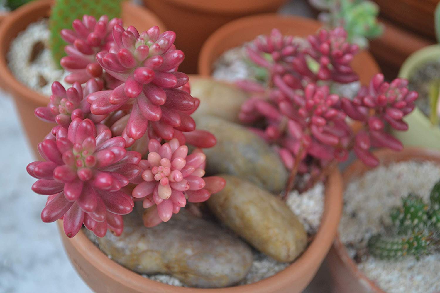 NooElec Seeds India Rare DWARF Succulents Ornamental Seeds - Bunny Tail Pink - 50+ SEEDS, GROW INDOOR or OUTDOOR