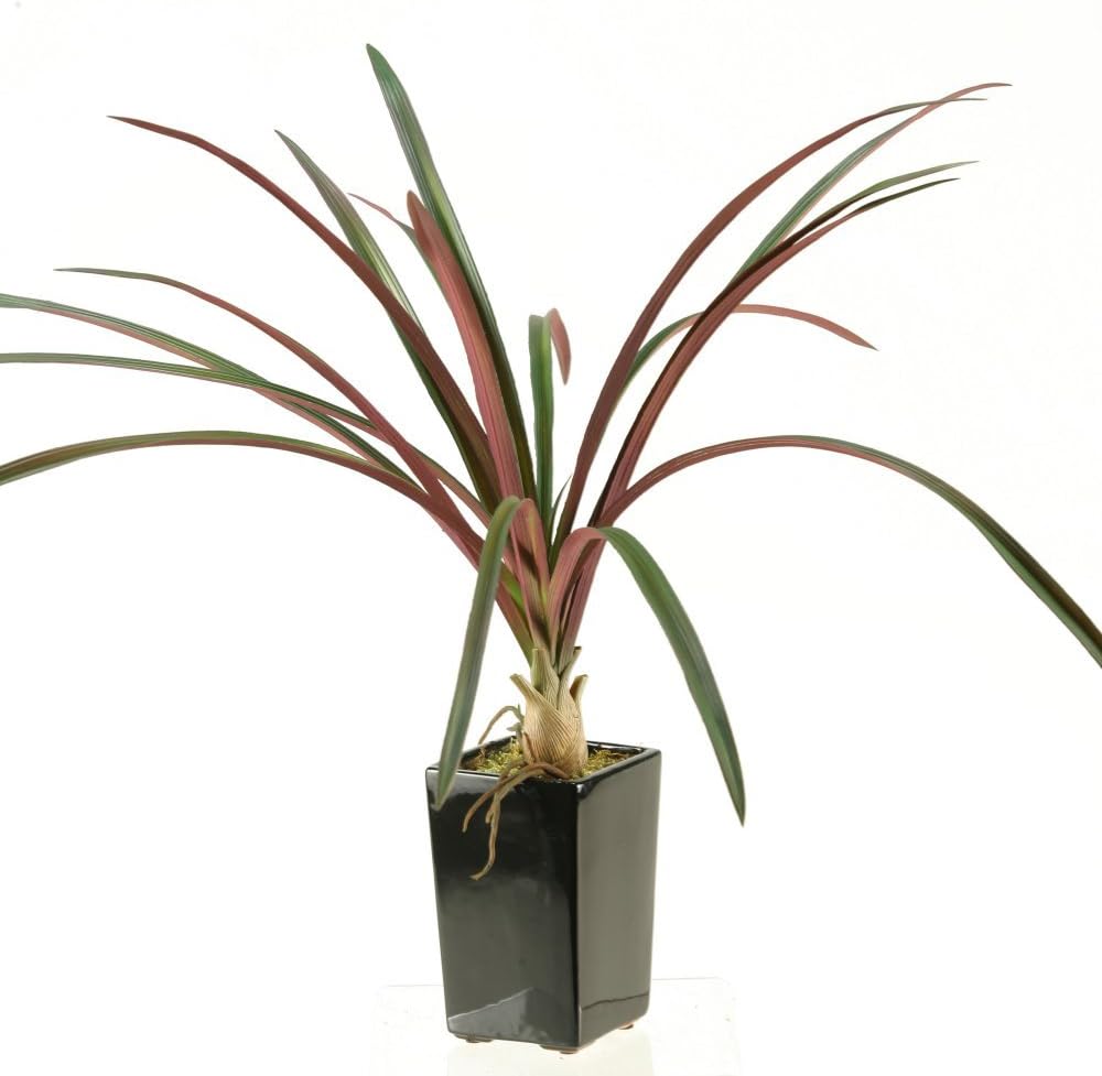 D&W Silks Burgundy/Green Areca Grass in Square Ceramic