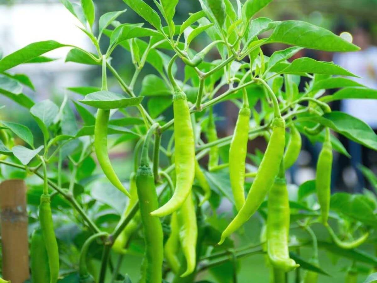 SRI SAI FORESTRY Organic Desi Hybrid Green Chilli Seeds Pack of 40 for Home Garden (B0C55RYNFZ) Amazon Price History, Amazon Price Tracker