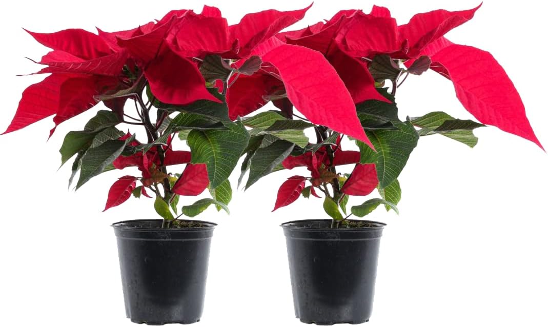 Plants by Post Red Poinsettia Holiday Live Plant 2Pack