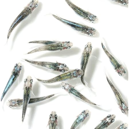 Amazon めだか 幹之メダカ ６匹 Charm チャーム 観賞魚 水中生物 通販