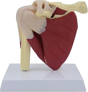 Study Model Anatomy Model Shoulder Joint Muscles Model - Human Joint Model Shoulder Joint Model with Clavicle, Humerus - for Medical Standard Education Teaching Aids Lab Science Equipment SaiFei
