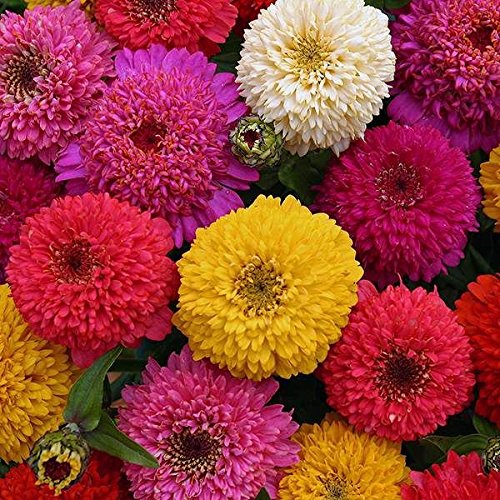 Zinnia Double Multicolour Flower Seeds (820 Seeds) (B0CVB33KNJ) Amazon Price History, Amazon Price Tracker