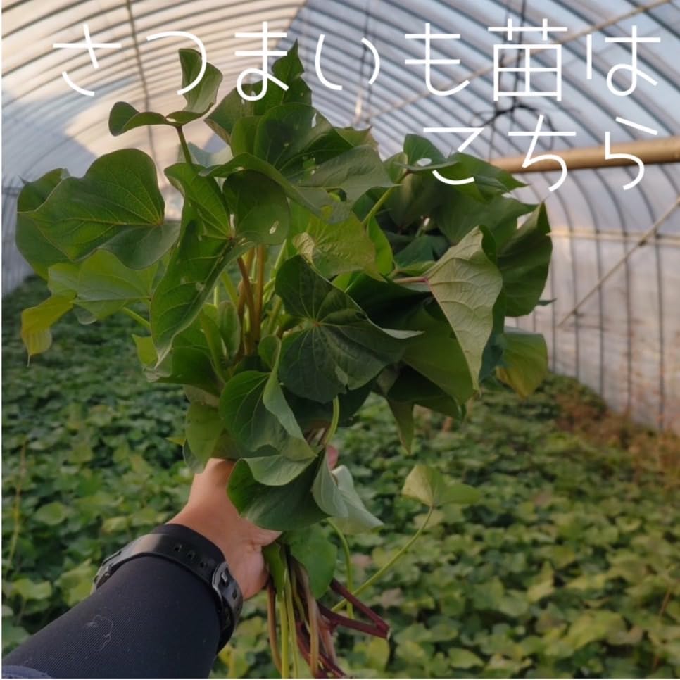 ひたちなか産　べにはるか　苗　500本 Amazon.co.jp: 【2026年発送】【予約販売】サツマイモ苗 紅はるか 切り