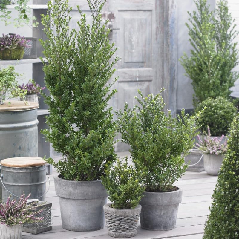 4 x Ilex crenata 'Dark Green' - Japanische Stechpalme in 2 Liter Topf  (25-40 cm Hhe) : Amazon.de: Garten