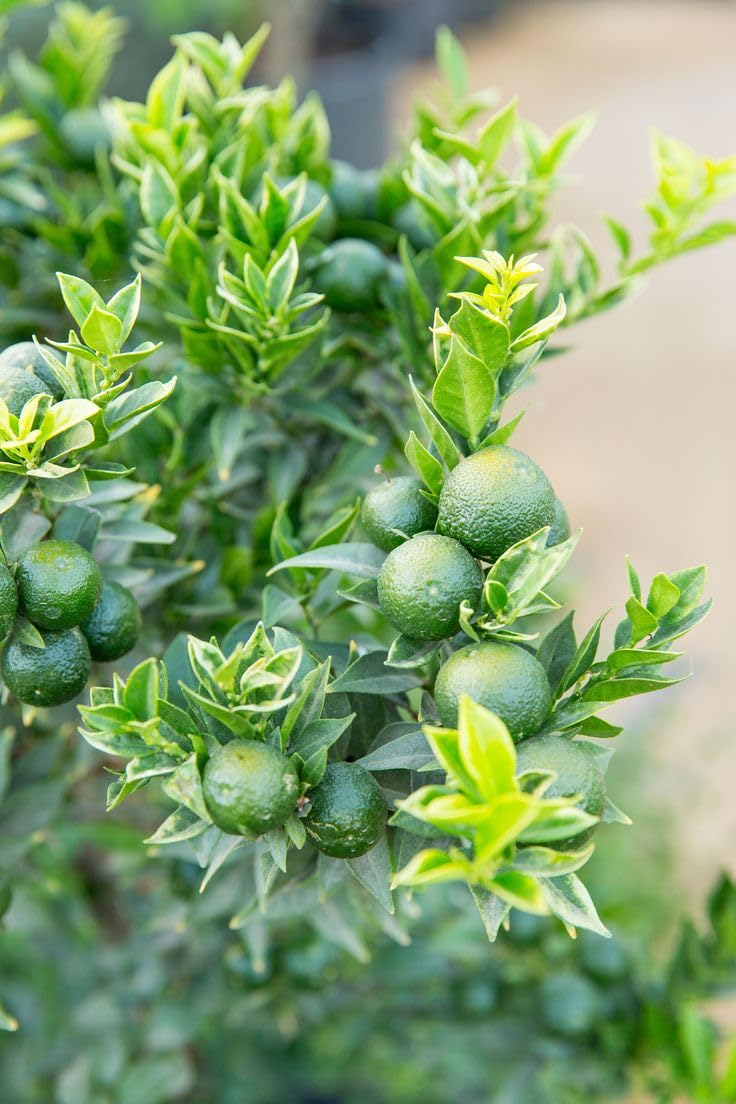 Chinotto "Citrus x myrtifolia" pianta di agrumi di Sicilia in vaso ø20 cm Vivaio di Castelletto