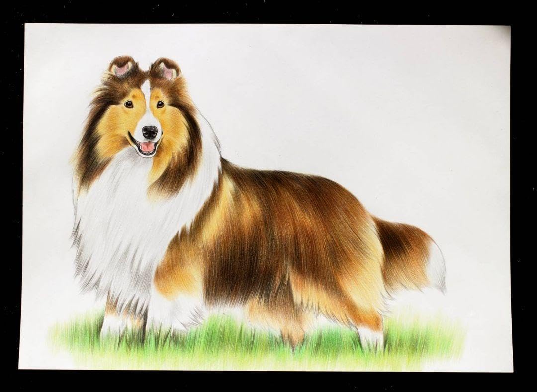 Amazon.co.jp: 犬の絵 色鉛筆画 シェルティ 原画 : 文房具・オフィス用品