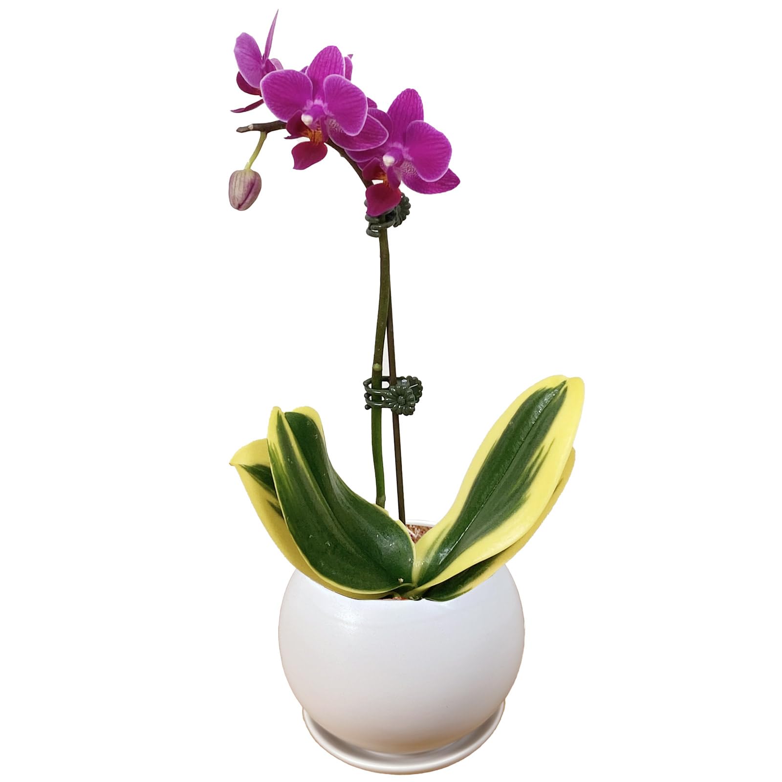 Amazon｜l'arbre blanc マイクロ 胡蝶蘭 斑入り 観葉植物 ミニ ギフト