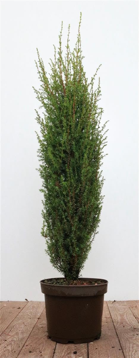 Gemeiner Wacholder Juniperus communis Arnold 60-80 cm winterhart