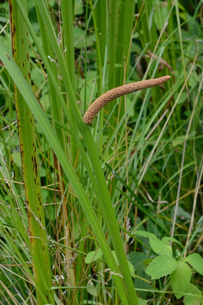 Sweet Flag Native Seeds for Planting (50 Seeds) - Acorus americanus