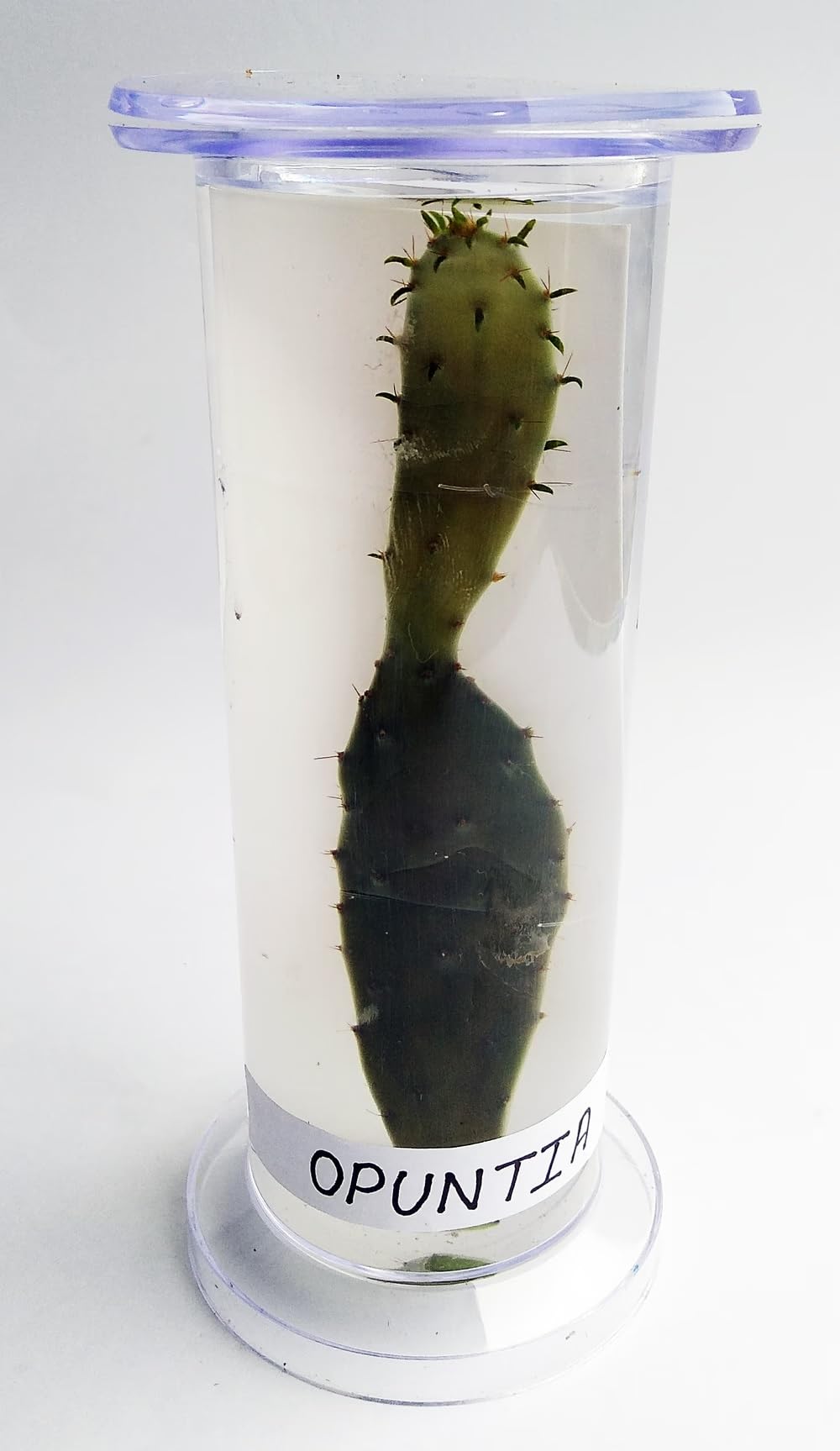 Botany Specimen (Opuntia Specimen)