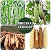 YIQINGJIE Natural Loofah Sponge Exfoliating Body Scrubber (3 Pack),Made with Eco-Friendly and Biodegradable Shower Luffa Sponge, Loofah for Women and Men, Beige #4