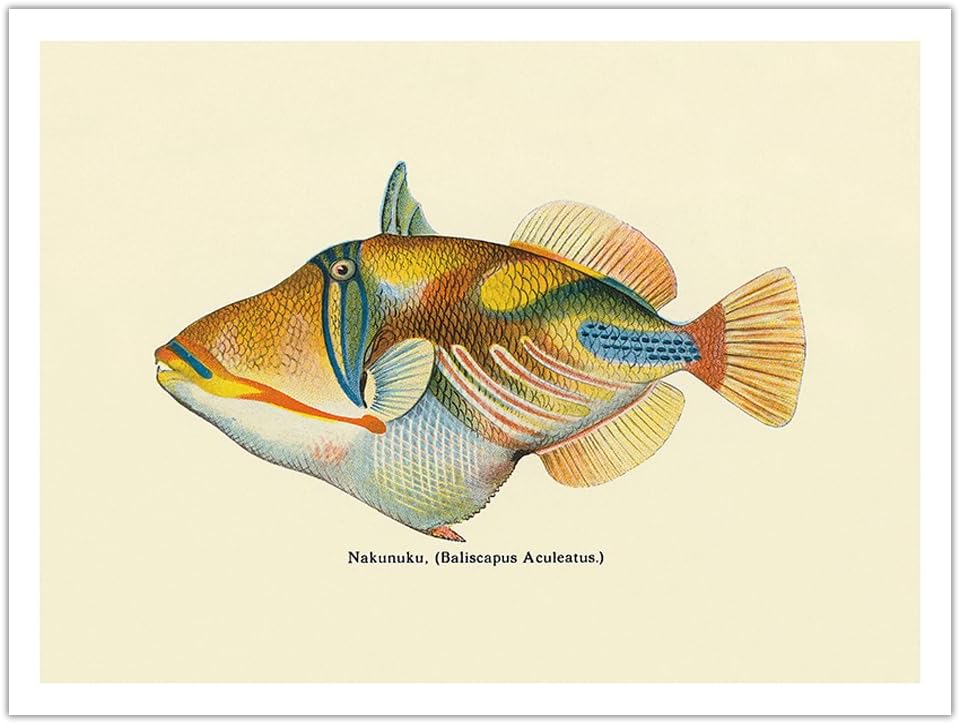 Nakunuku (Baliscapus Aculeatus) - Humuhumunukunukuapuaa - State Fish of Hawai’i - Vintage Hawaiian Color Postcard c.1905 - Bamboo Fine Art 290gsm Paper (Unframed) 12x16in