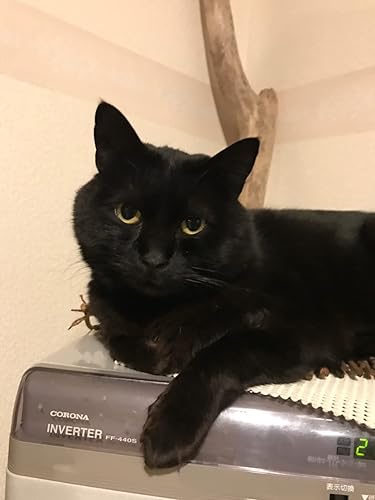 黒猫まみれ 黒もふ特盛号 (白夜ムック653) | 黒猫愛好会 |本 | 通販
