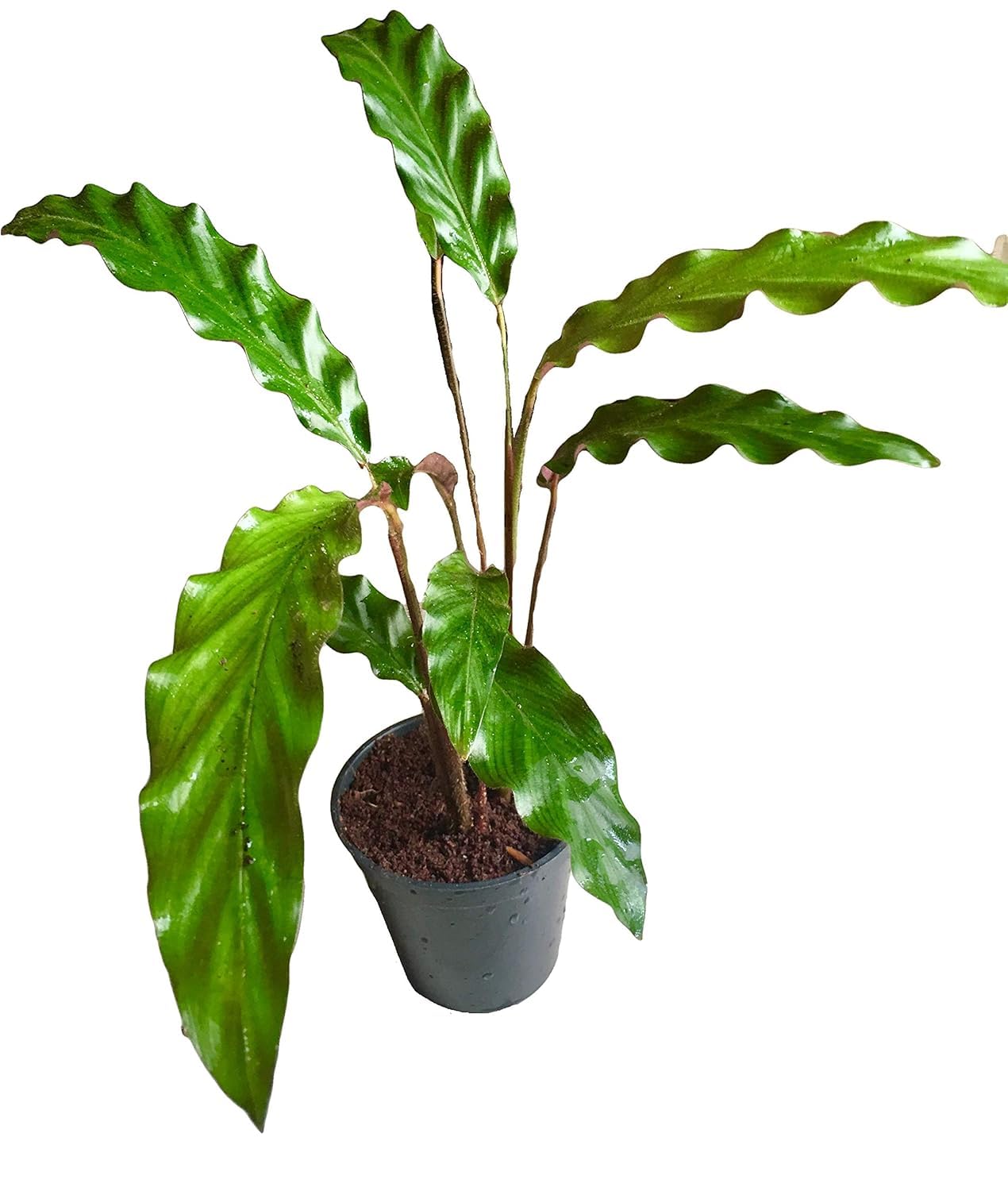 The Four Seasons Calathea Rufibarba Brown | Furry Feather | Rare Natural  Live Plant in Pot : Amazon.in: Garden & Outdoors