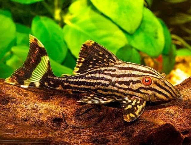Royal Pleco L191 (2&ndash;3 Inch) &ndash; Live Freshwater Aquarium Fish &ndash; Rare South American Algae Eater...