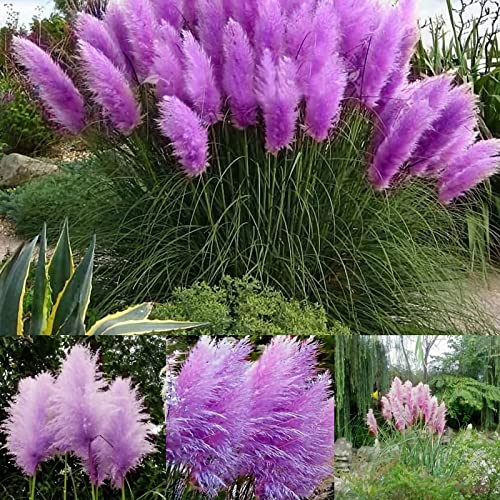 200 Pcs Pampas Grass Seeds,Home Garden Decoration Ornamental Grass Seeds（Purple） #TOP1